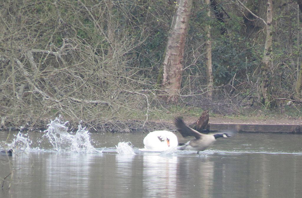  Mute Swan and Canada Goose 